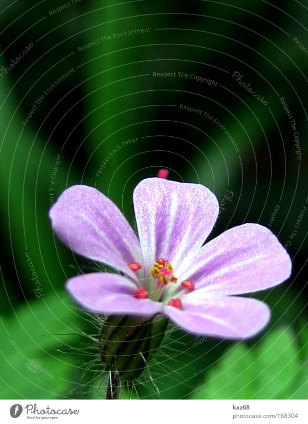 in the wood Nature Plant Spring Summer Flower Blossom Fragrance Violet Green Field Blossoming Growth kaz68 Meadow Idyll Wild plant Park Esthetic Grass tart Blur
