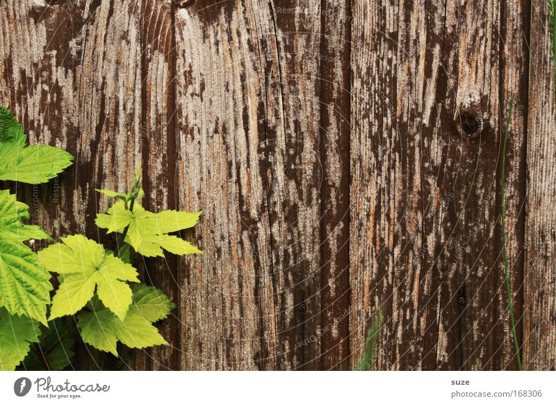 greek wine Environment Nature Plant Leaf Agricultural crop Vine Wall (barrier) Wall (building) Wood Growth Old Authentic Simple Brown Green Contentment