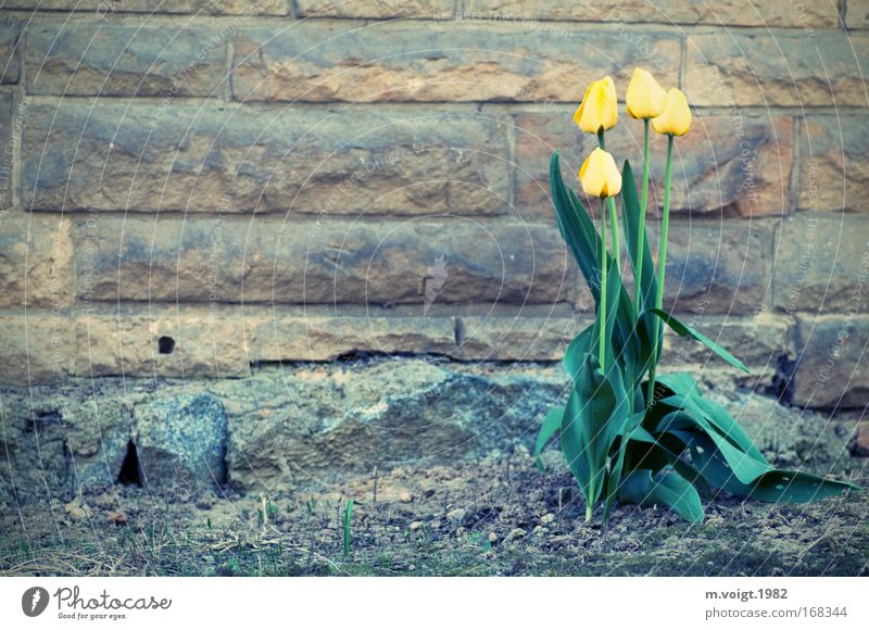 A splash of colour in grey Subdued colour Copy Space left Nature Plant Earth Spring Flower Tulip Wall (building) Stone Natural stone Quarrystone facade