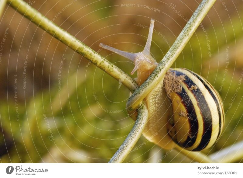 are you looking? Nature Summer Garden Animal Snail 1 To hold on Looking Dirty Curiosity Cute Effort Break Contentment Striped Graceful Slowly Fence Climbing