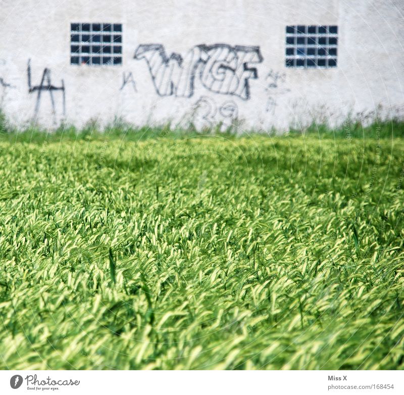 W G F WEIZEN & Grey facade Colour photo Subdued colour Exterior shot Deserted Day Shallow depth of field Nature Graffiti Transience Wheatfield Wall (barrier)