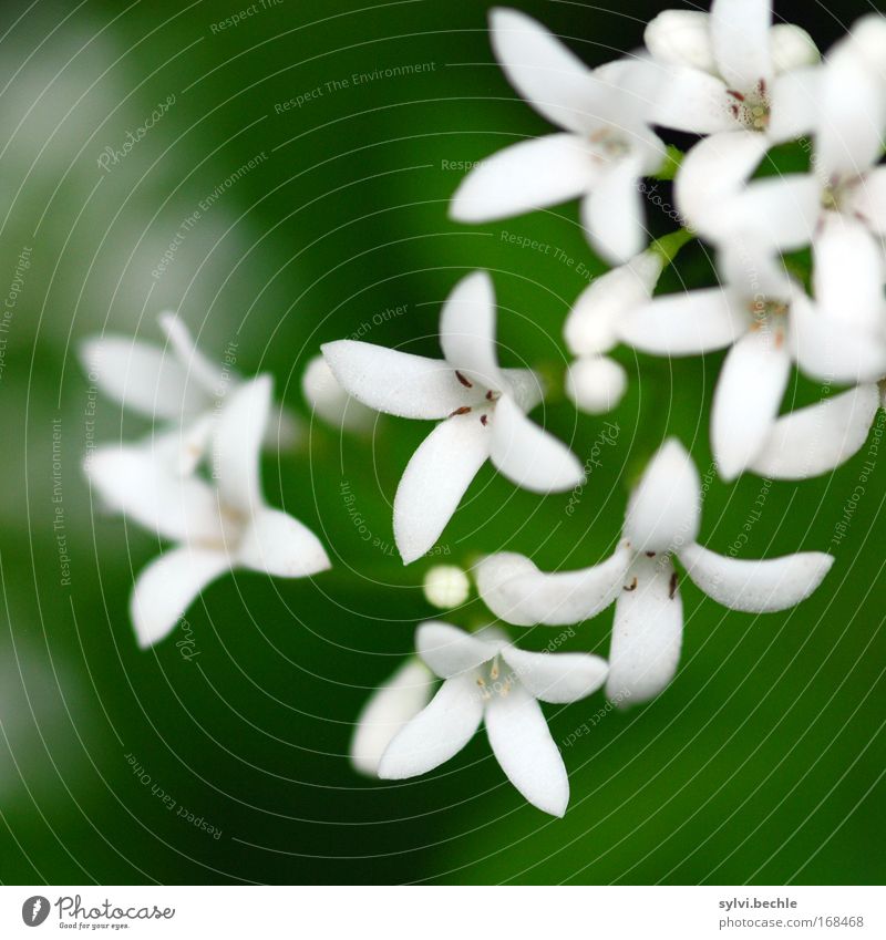 white is the color of innocence. Nature Plant Summer Blossom Elegant Beautiful Natural Soft Green Black White Pure Pollen Illuminate Brilliant Delicate Innocent