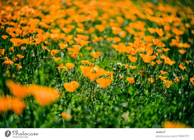 lack of colour diversity Flower Blossom poppy Meadow Blossoming Soft Green Orange Flower field Exterior shot Deserted Copy Space top Copy Space bottom
