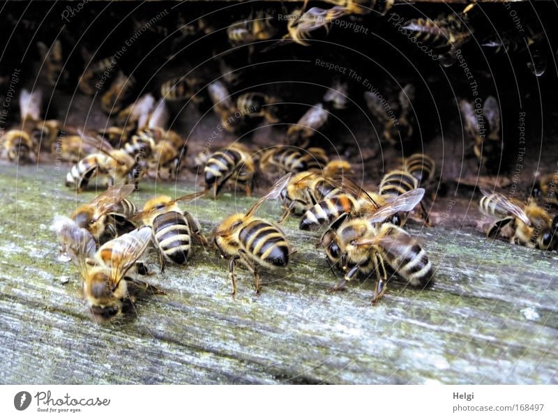 many honey bees in one beehive Colour photo Subdued colour Exterior shot Close-up Deserted Copy Space bottom Day Shadow Central perspective Nature Animal