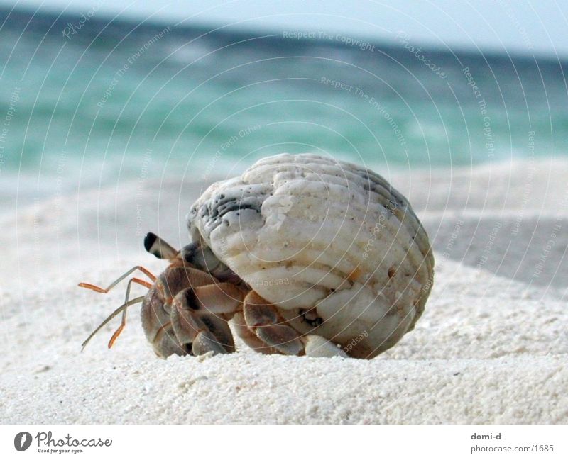 crayfish Ocean Beach Summer Animal Maldives Shellfish Sand Sun