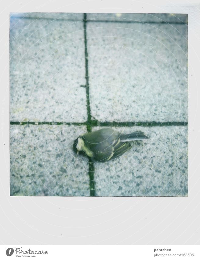 Dead bird on cobblestones. Animal welfare. Nature Street Lanes & trails Dead animal birds 1 Concrete Flying Lie dead Death Grand piano Feather Beak Sadness Gray
