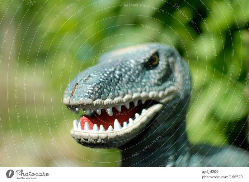 Tyrannosaurus rex Colour photo Exterior shot Detail Day Shallow depth of field Central perspective Animal portrait Upper body Looking into the camera Playing