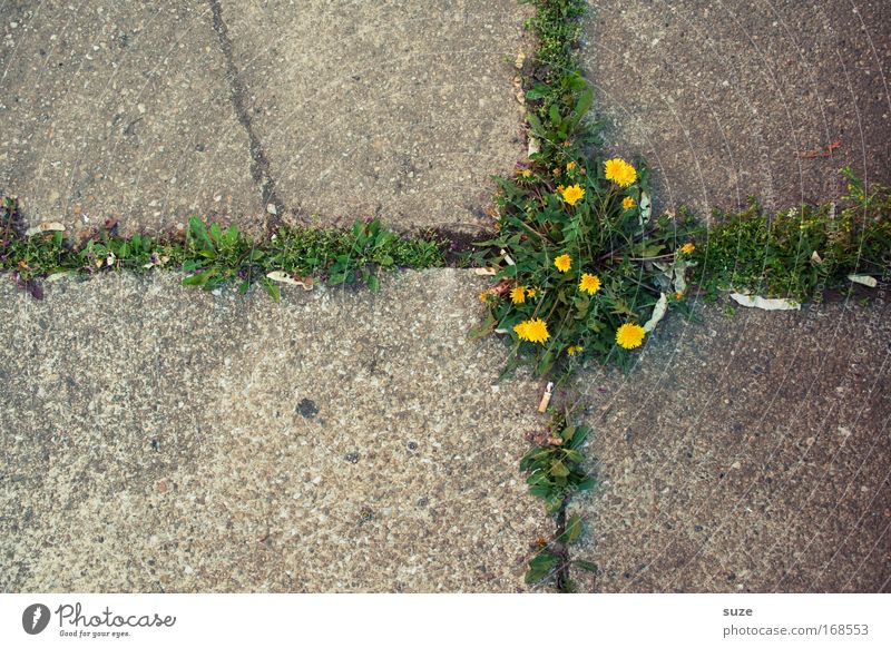 cross Abstract Deserted Day Work of art Environment Nature Landscape Plant Flower Dandelion Park Places Street Stone Concrete Sign Crucifix Growth Authentic