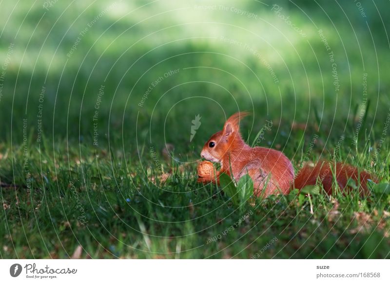fast food Environment Nature Landscape Plant Animal Grass Meadow Wild animal Squirrel Rodent 1 Observe To feed Feeding Small Natural Cute Beautiful Green Red