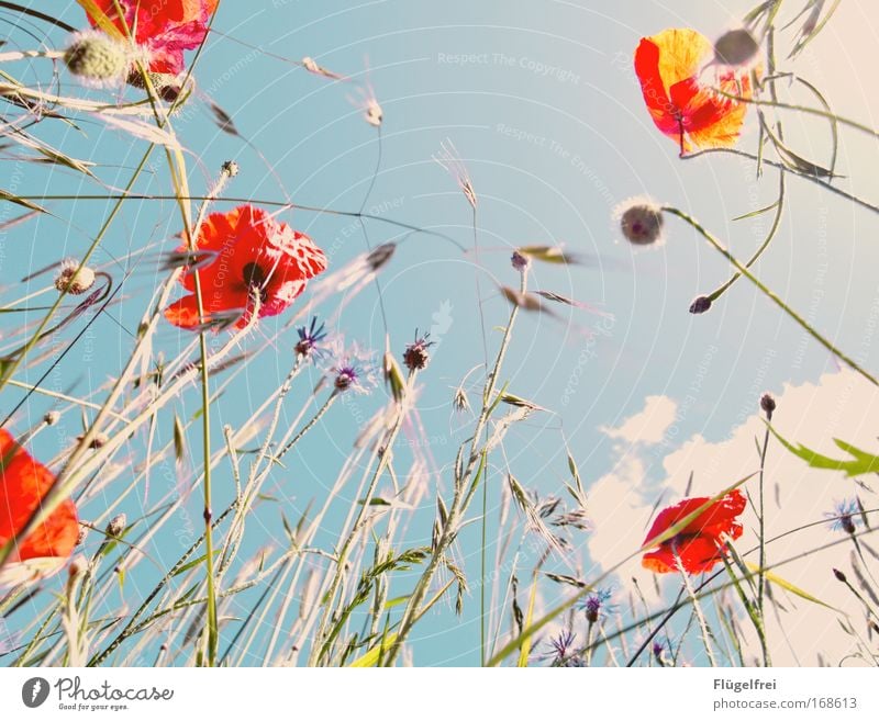 On a poppy day in summer... SECOND Nature Plant Sky Clouds Sunlight Blossom Blue Poppy blossom Cornflower Grass Vintage Summer Red Spring fever Colour photo