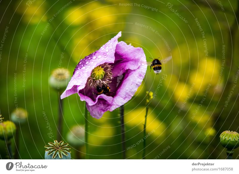 Bumblebee in approach to flower Forward Full-length Animal portrait Central perspective Shallow depth of field Shadow Light Day Copy Space bottom Copy Space top