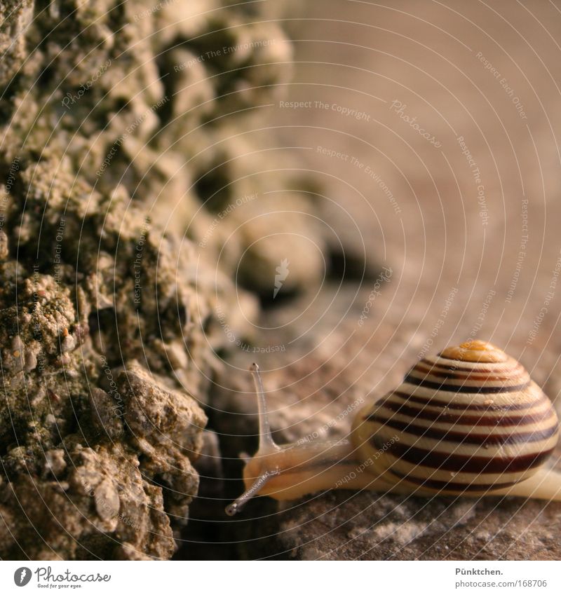 >@---- Subdued colour Exterior shot Close-up Deserted Copy Space right Copy Space top Evening Blur Animal portrait Looking Rock Snail 1 Observe Thin Slimy Brown