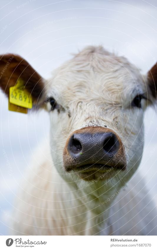 Moo! Environment Nature Animal Farm animal Cow 1 Sustainability Natural Colour photo Subdued colour Exterior shot Day Blur Shallow depth of field