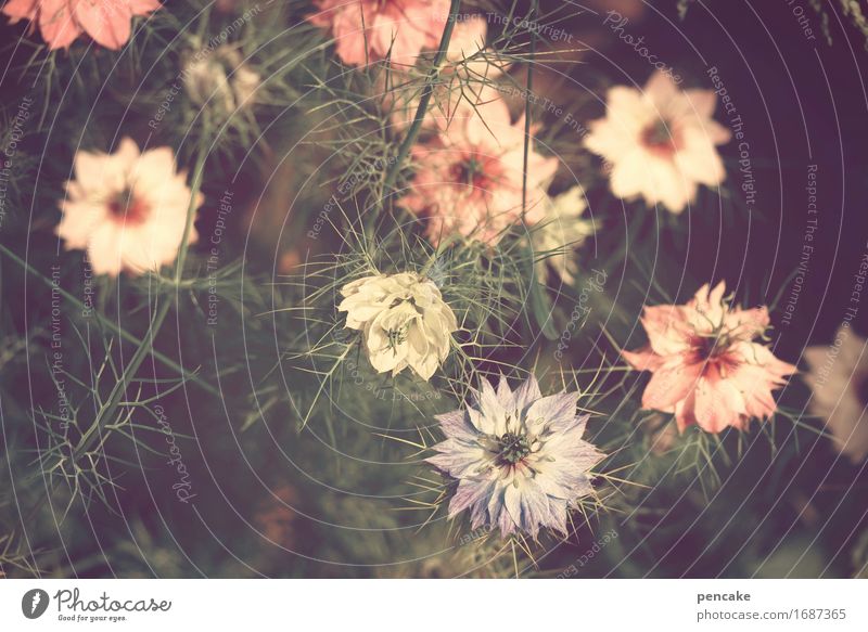floral Plant Summer Beautiful weather Flower Blossom Garden Retro Love-in-a-mist Pink Blue Vintage Floral Flowery pattern Mysterious Colour photo Subdued colour