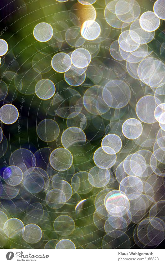 Bokeh as a design tool. Morning dew on a dill plant glitters and sparkles Colour photo Multicoloured Exterior shot Detail Reflection blurriness Worm's-eye view