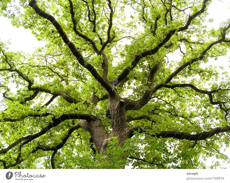 Ancient Oak tree leaves drink crown of tree Forest Crust Wood Branch Branchage bark dendritic ancient giant Labyrinth twigs Leaf Botany Verdant flora