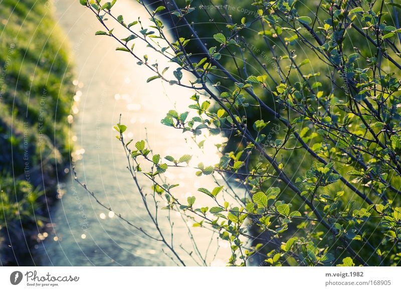 course of a river Colour photo Exterior shot Evening Reflection Sunlight Deep depth of field Nature Plant Spring Summer Tree Leaf Branch Ash-tree River bank
