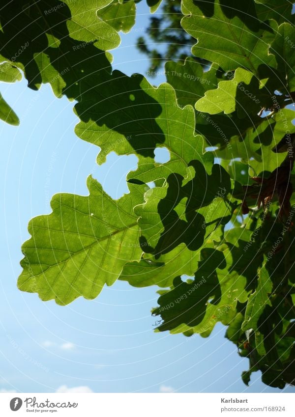joseph. freiherr von eichendorff. Design Healthy Life Gardening Environment Nature Plant Sky Sunlight Beautiful weather Tree Leaf Oak tree Oak leaf Oak forest