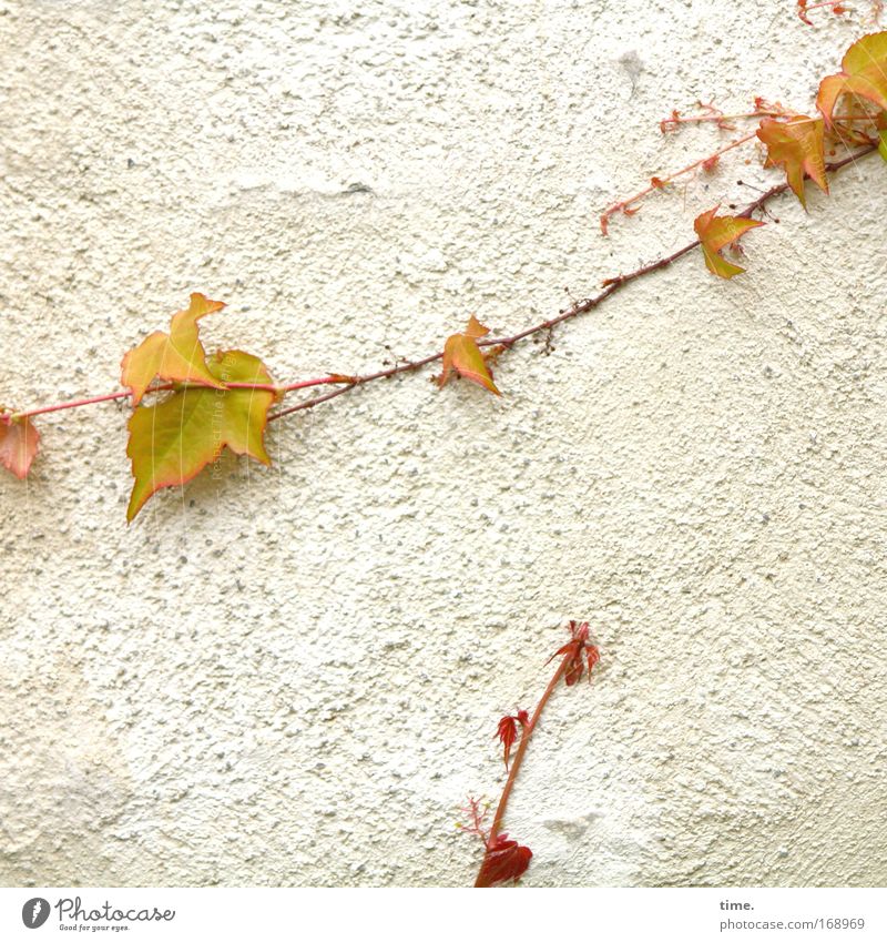 question of liability Vine Wall (building) Climbing Stick 2 Spring Plant Plaster Tendril Crawl Growth across the board Upward Decoration Jewellery Nature Leaf