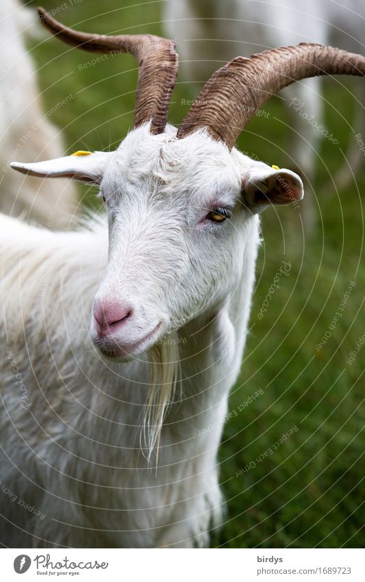 horned white dairy goat on the pasture. Animal portrait Meadow Farm animal Animal face Species-appropriate goat's beard horns Observe Looking Friendliness