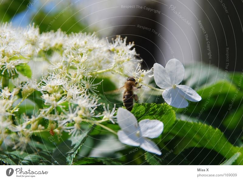 with bees and flowers. Colour photo Exterior shot Close-up Macro (Extreme close-up) Deserted Nature Plant Spring Summer Flower Blossom Meadow Animal Bee 1