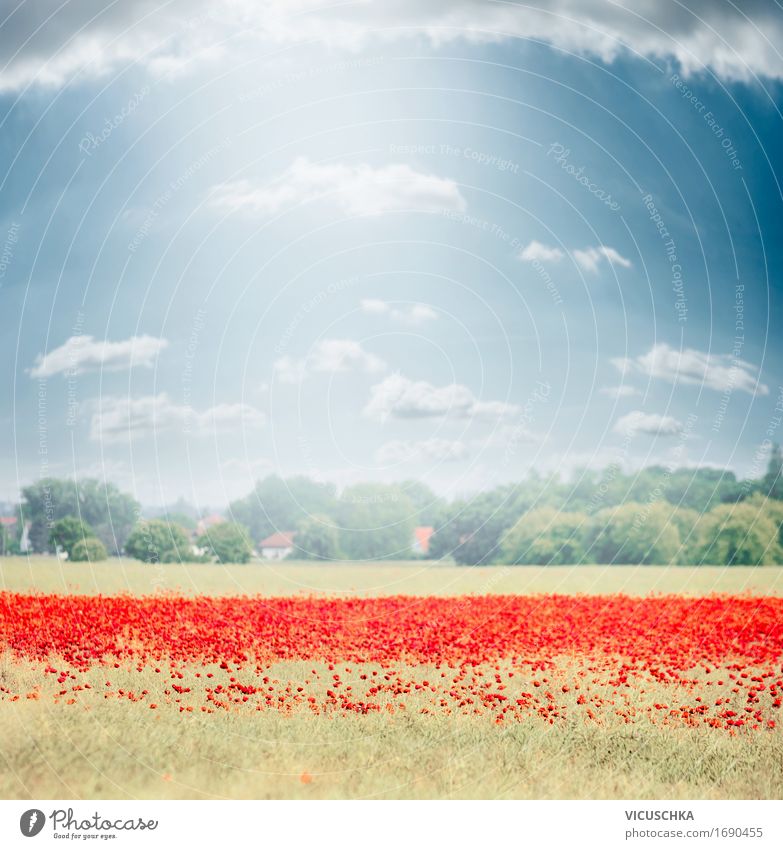 Landscape with poppy field Design Summer Nature Plant Sky Sunlight Beautiful weather Flower Meadow Field Blossoming Background picture Germany Poppy field