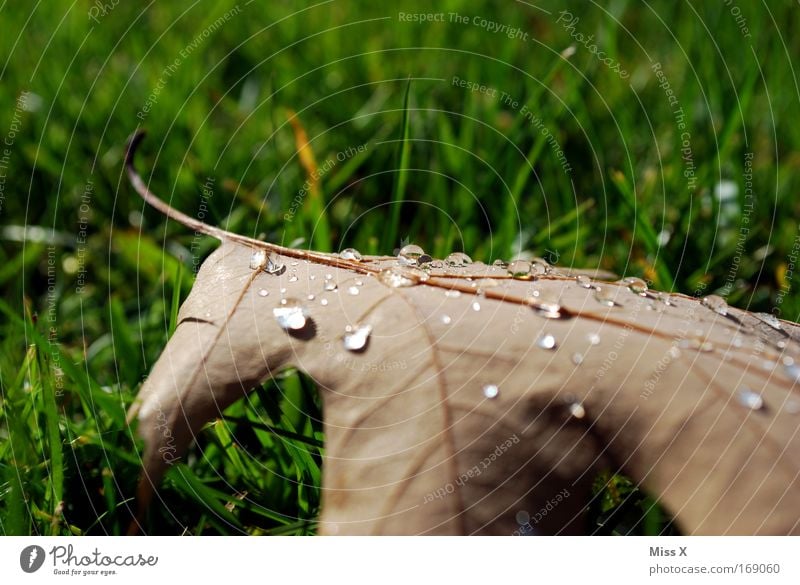 morning dew Exterior shot Detail Deserted Nature Autumn Rain Thunder and lightning Grass Garden Park Wet Transience Leaf Drops of water Dripping