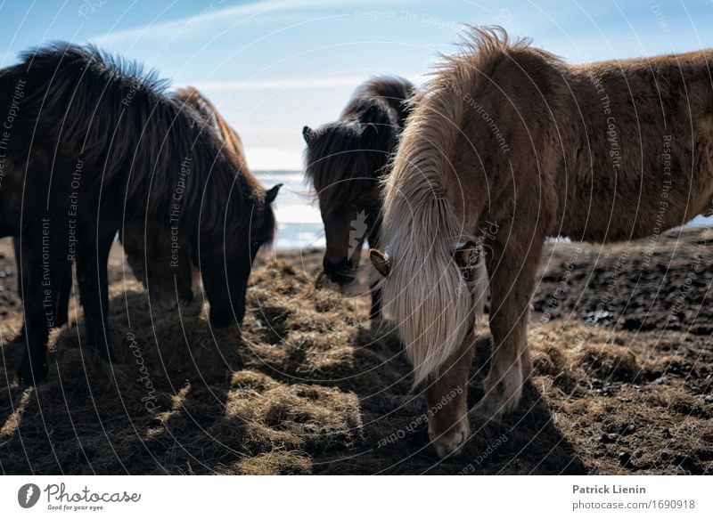 Ponies in Iceland Beautiful Life Vacation & Travel Island Environment Nature Landscape Animal Elements Earth Sky Weather Beautiful weather Grass Meadow