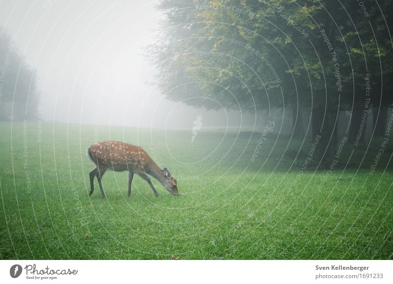 rest Nature Landscape Fog Tree Grass Meadow Forest Animal Wild animal Roe deer 1 Brown Gray Green Safety (feeling of) Peaceful Calm Colour photo Exterior shot