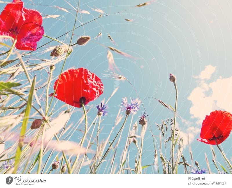 On a poppy day in summer... V Nature Plant Sky Clouds Sun Beautiful weather Warmth Flower Field Looking Growth Free Infinity Bright Natural Blue Green Red
