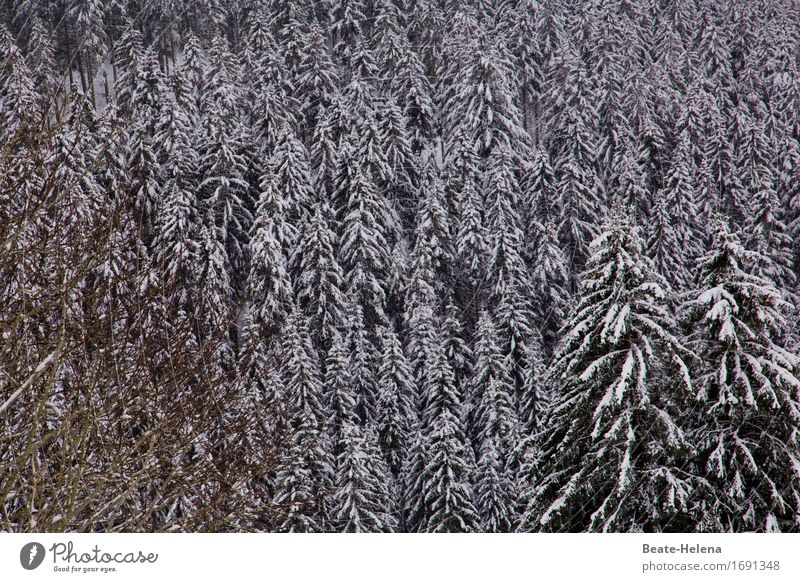 white Black Forest Winter Climate Weather Ice Frost Snow Esthetic Fresh White Contentment Calm Protection Stagnating Moody Snowfall Fir tree Coniferous forest