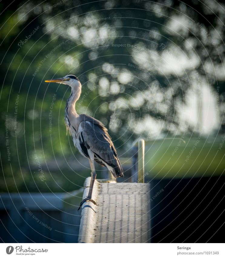 sentinel Animal Wild animal Bird Animal face Wing Claw Grey heron 1 Observe Flying Colour photo Multicoloured Exterior shot Detail Deserted Copy Space left