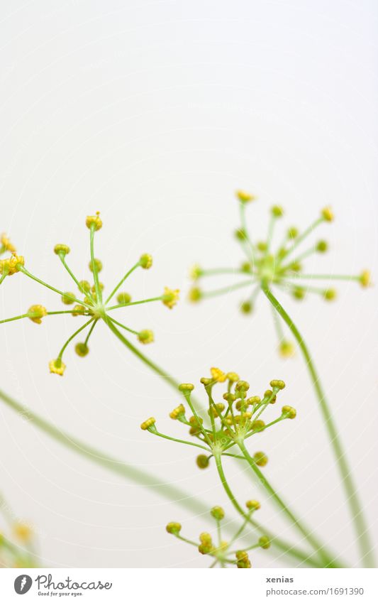 Dill flowers against a white background Herbs and spices Dill blossom Food Anethum graveolus Fresh Healthy Yellow Green White Eating Copy Space top Nutrition
