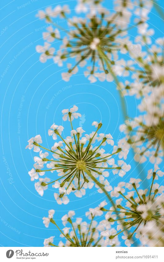 white fennel blossom against a blue background Fennel Apiaceae Herbs and spices Nutrition Eating Healthy Alternative medicine Blossom Blue Green White Upward