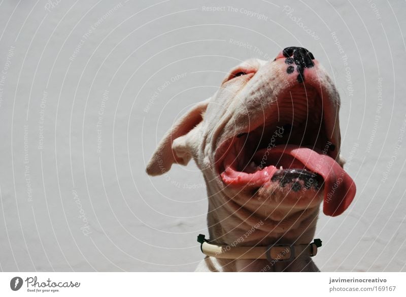 Criatura Colour photo Exterior shot Deserted Morning Front view Animal Dog Fear White Tongue Mouth Nose