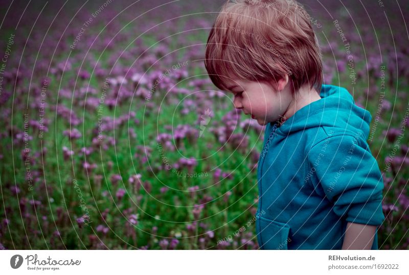 Toddler in front of a flower field Human being Child Boy (child) Infancy 1 1 - 3 years Environment Nature Landscape Flower Blossom Field Sweater Movement Going