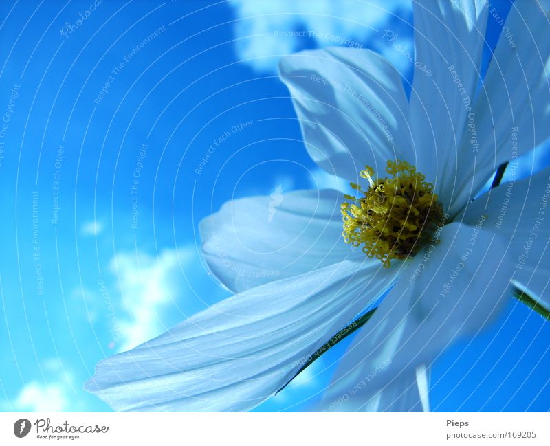 Give me some sun Colour photo Exterior shot Close-up Day Plant Sky Clouds Spring Beautiful weather Flower Blossom Blossoming Blue White Spring fever Transience