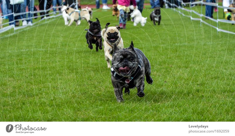 Dog races Joy Athletic Contentment Leisure and hobbies Hunting Trip Freedom Summer Sun Sports Sportsperson Racecourse Environment Nature Landscape Earth Weather