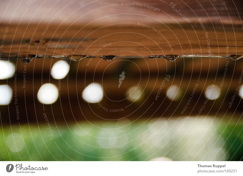 Trop(f)en wood Colour photo Exterior shot Close-up Detail Copy Space top Copy Space bottom Day Shallow depth of field Nature Drops of water Rain Circle Wood