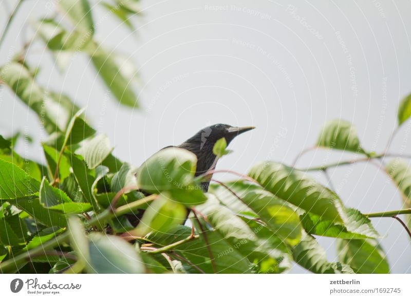 blackbird Blackbird Worm's-eye view Sky Cherry tree Beak Looking Sit Bird Copy Space Summer Leaf Thief Theft To feed Candy Eyes Animal portrait