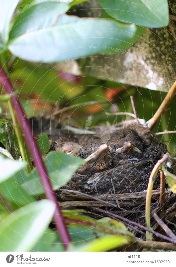 Young birds in the nest Environment Nature Plant Animal Summer Leaf Wild plant Garden Park Wild animal Bird Animal face Blackbird 4 Baby animal Wait Healthy
