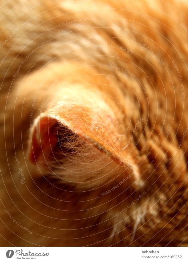 eavesdropping attack Colour photo Close-up Detail Pet Cat Pelt Ear Love of animals Domestic cat Listening Honey favourite animal To enjoy Purr Well-being