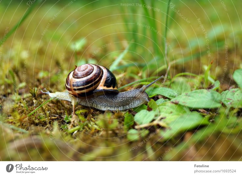 snail Environment Nature Plant Animal Summer Grass Garden Park Meadow Snail 1 Free Small Brown Green Crawl Slimy Smoothness Snail shell Moss Colour photo