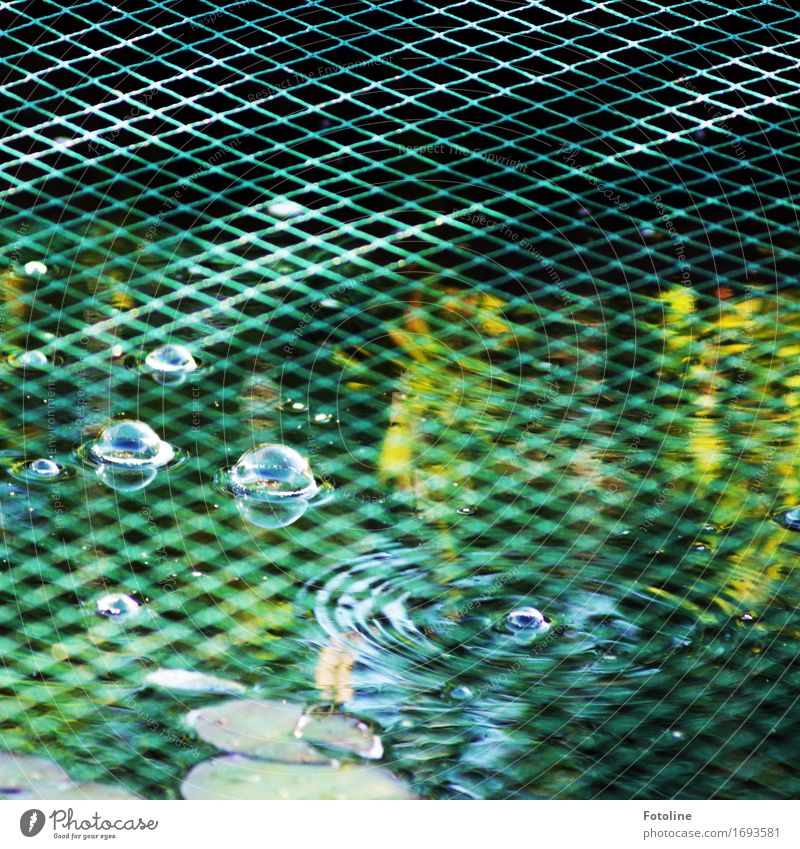 behind bars Environment Nature Elements Water Summer Plant Leaf Pond Cold Near Wet Natural Green Wire netting Wire netting fence Net Line Air bubble Bubble