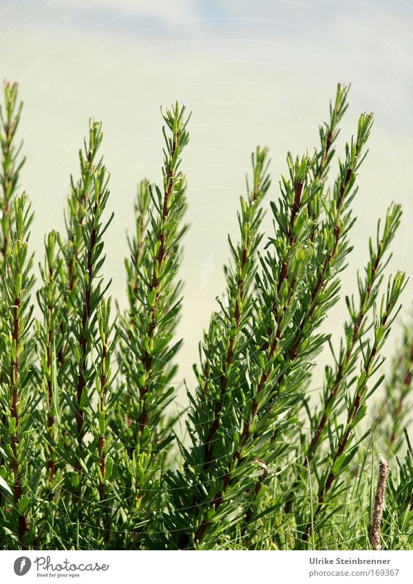 Wild Rosemary Food Herbs and spices medicinal plant Tea Healthy Well-being Environment Nature Plant spring Beautiful weather bushes Agricultural crop Wild plant
