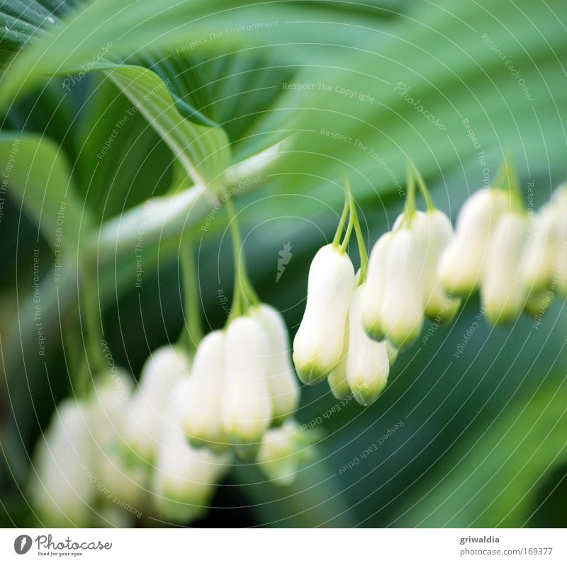May bells Colour photo Multicoloured Exterior shot Close-up Detail Deserted Day Blur Shallow depth of field Nature Plant Spring Flower Blossom
