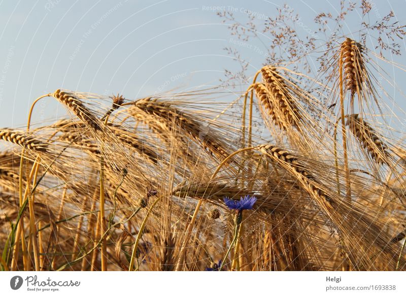 ...in the cornfield Environment Nature Landscape Plant Cloudless sky Summer Beautiful weather Flower Grass Blossom Agricultural crop Barley Cornflower