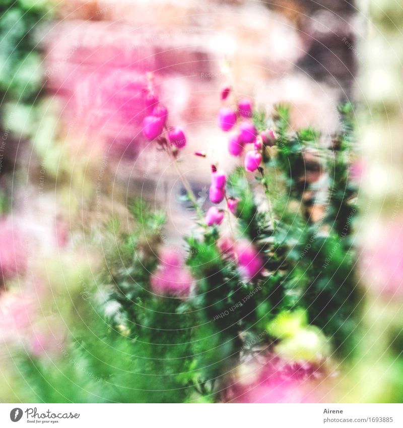 it's all kind of... Plant Flower Blossom Ornamental plant bell heath Garden Wall (barrier) Wall (building) Brick Blossoming Dream Beautiful Green Pink Unclear