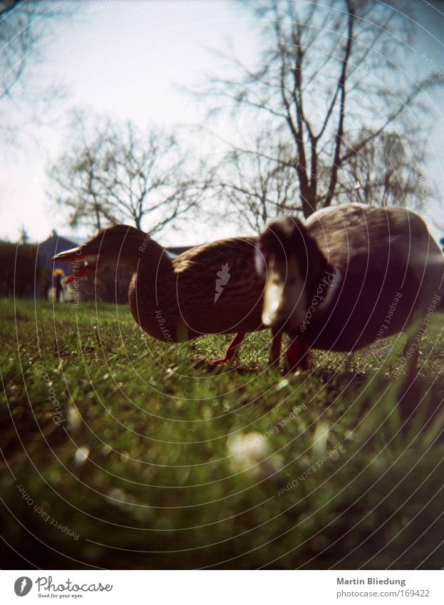 breadcrumb perspective Animal Wild animal Duck Duck birds 2 Feeding Curiosity Under Blue Green Attachment Lawn Colour photo Close-up Lomography Day Sunlight