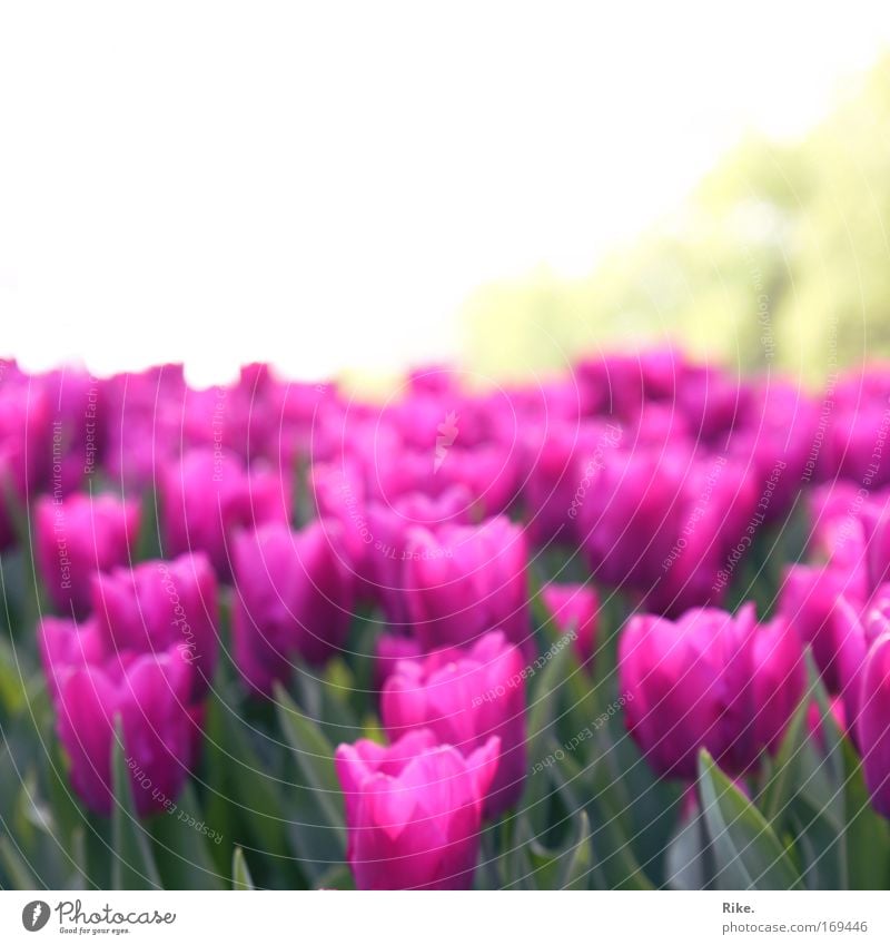 Flowery pink vastness. Colour photo Exterior shot Deserted Copy Space top Day Sunlight Central perspective Environment Nature Plant Sky Horizon Spring Summer